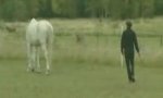 Lustiges Video : Pferdeflüsterer-Praktikant