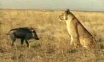 Löwe vs Wildschwein