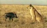 Lustiges Video : Löwe vs Wildschwein