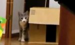Lustiges Video - Katze im Versteiner-Tarn-Modus
