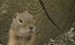 Funny Video : Another Chipmunk bites the Dust
