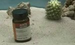 Funny Video : Chemietier im Terrarium