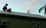 Lustiges Video : Dachsurfer
