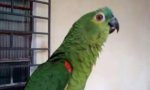 Lustiges Video : Papagei trällert Mozart