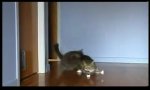 Movie : Tripple-Cat-Super-Slide-Turbo-Slowmotion
