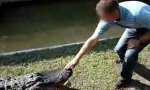 Lustiges Video : Aligator streicheln