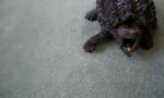 Lustiges Video - Kampfschildkröte