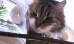 Funny Video : Katze in Futterextase