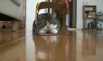Movie : Dicke Katze mit seltsamen Fetisch