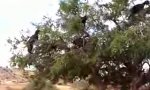 Lustiges Video : Ziegen-Baum