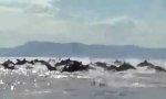 Lustiges Video : Delfinschwarm