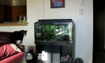 Movie : Katze vs Aquarium = Selfowned