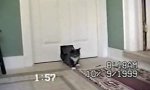 Movie : Cat Flap