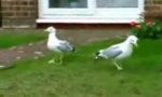 Movie : Lawn tramping seagulls
