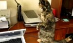 Movie : Katze mit USB Anschluss