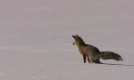 Fox Chases Mice With His Ears