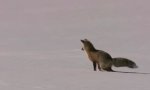 Lustiges Video : Fuchs jagt Mäuse mit den Ohren