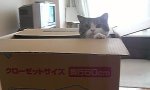 Katzen-Box-Sport