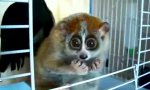 Movie : Kraul-Lemur ist zurück