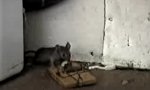 Movie : Bum mouse trap