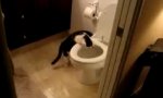 Movie : Cat pan pleases the cat