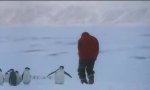 Funny Video : Ping Pong Penguin
