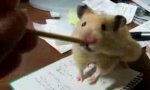 Movie : Hamster vs Bleistift