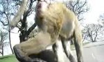 Lustiges Video : Affentheater vor der Windschutzscheibe