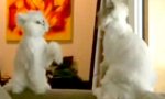 Movie : Cat Karate On Sofa Backlean