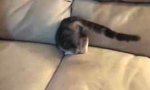 Sofa verschluckt Katze