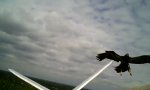 Raubvogel greift Modellflugzeug an