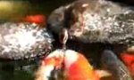 Movie : Feeding The Koi Carps