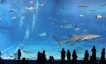 Movie : Kuroshio Sea Aquarium