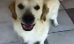 Funny Video : Confused Stud Dog