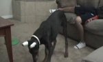 Movie : Doberman Chases Laserpointer