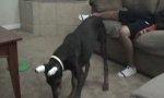 Funny Video : Doberman Chases Laserpointer