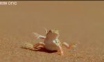 Movie : Iguana On Hot Sand