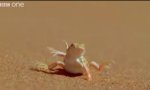 Lustiges Video : Eidechse auf heissem Sand