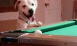 Lustiges Video : Hund spielt Pool-Billard