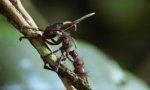 Movie : Insekten Alien Parasit