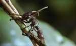 Lustiges Video : Insekten Alien Parasit