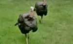 Funny Video : Attack Of The Killer Turkeys