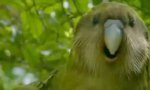 Funny Video : Seltsamer Vogel verliebt sich in Kameramann