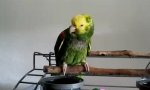 Babyschrei Papagei