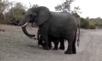 Kleiner Elefant niest