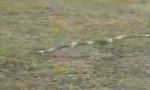 Lustiges Video : Hase gegen Schlange