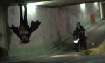 Funny Video : Ratatouille 2 - Remi The Bat