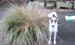 Movie : The Dog Bush