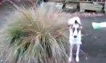 Lustiges Video : Der Hundebusch