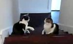 Katzen-boxkampf auf der Treppe